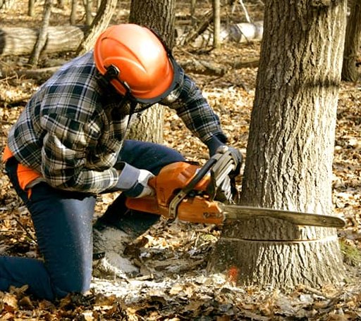 Tree Removal in Dunnegan, MO